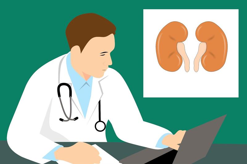 Ilustration of a doctor and kidneys