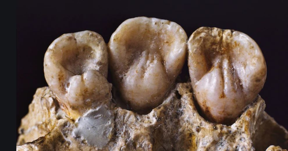 Toothpick parks on Neanderthal teeth