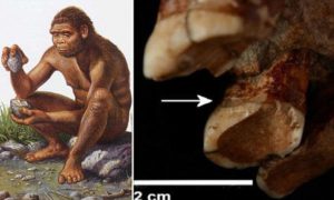 Neanderthals using toothpick