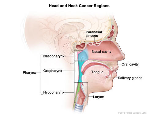 Head & neck cancer